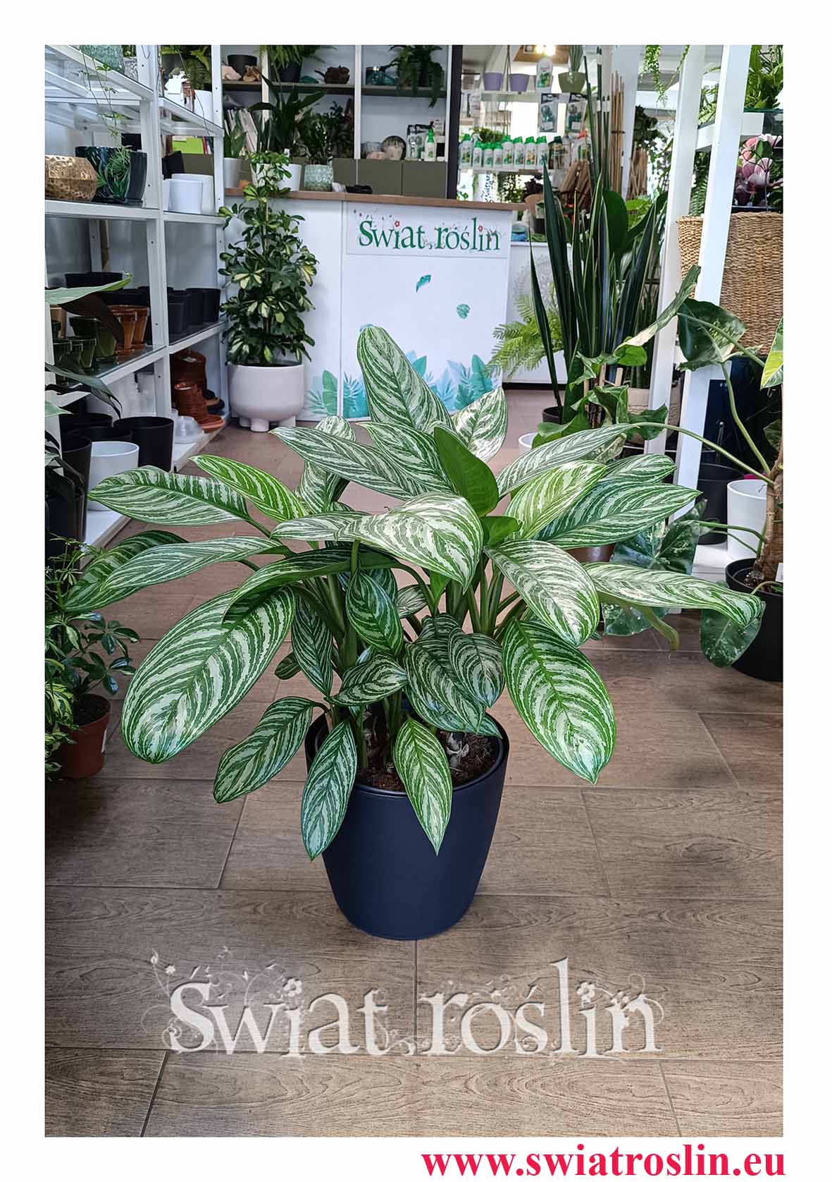 Duża Aglaonema Stripes, Wielka Aglonema Stripes  do bira do hotelu do firmy do restauracji do kawiarni do salonu na repecje do mieszkania z dostawą w całym kraju